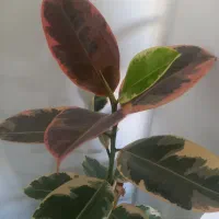 فیکوس ابلق دو شاخه