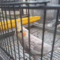 عروس هلندی|پرنده|فومن, |دیوار