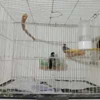 فنچ نرگسی|پرنده|مشهد, نوده|دیوار