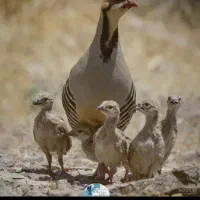 جوجه پرنده