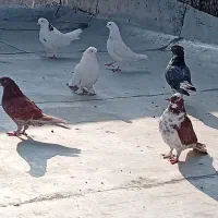 فروش ۷عدد کفتر