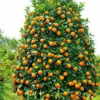 سم پاشی باغ و ویلا.هرس وعلف تراشی با دستگاه