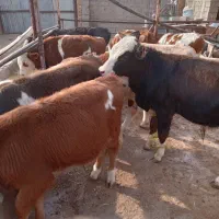 گوسالهسیمینتال|حیوانات مزرعه|بشاریات, |دیوار