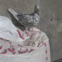 جفت کوهی دورک
