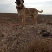 سگ گله|حیوانات مزرعه|تربت جام, جامرود|دیوار