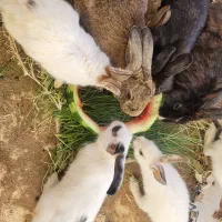 خرگوش|موش و خرگوش|کرمان, |دیوار