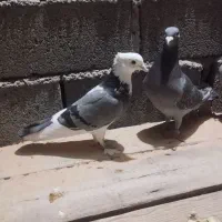 یه عدد ماده هما که همین حالا گرفتم بسیار تمیز|پرنده|دامغان, |دیوار