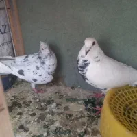 کفتر سرور و گلی