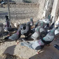 بل نر بازیکن سبز زاغ|پرنده|ریگان, |دیوار