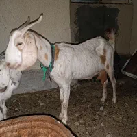 بز سانن ماده