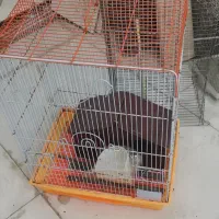 قفس|لوازم جانبی حیوانات|پرند, فاز ۶|دیوار