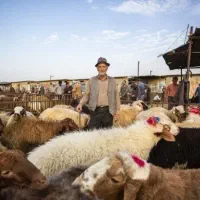 فروش گوسفند پرواری و سالم