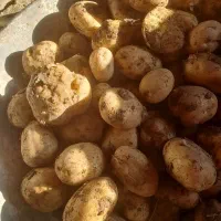 بذر سیب زمینی رقم سانتا۴۰۲ موقعیت تهران