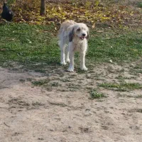 سگ پاکوتا قیمت پایین