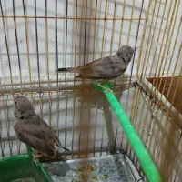 فنچ|پرنده|بیرجند, |دیوار