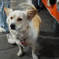 سگ اشپیتز (آلمانی ) مدل روباحی|سگ|کرج, ساسانی (قلمستان)|دیوار