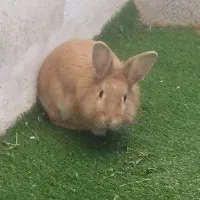 فروش خرگوش نر دورگه