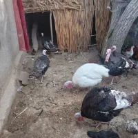 بوقلمون