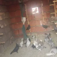 کبوتر سوراخ