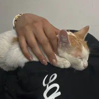 گربه ی نژاد dsh