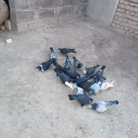 نرماده ریش سیاواکسی|پرنده|هامون, |دیوار