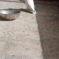 کبوتر|پرنده|مسجد سلیمان, |دیوار