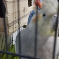 عروس هلندی خاکستری|پرنده|تهران, امام زاده عبدالله|دیوار