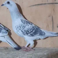 ماده شامی مگس