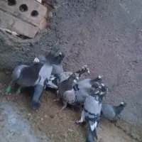دسته کبوتر|پرنده|تربت جام, پارک جنگلی|دیوار