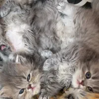 بریتیش چینچیلا