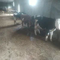 گوساله|حیوانات مزرعه|مراغه, |دیوار