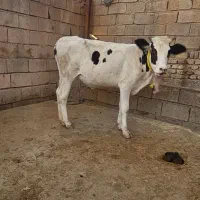 گوساله یا گاو شنگول