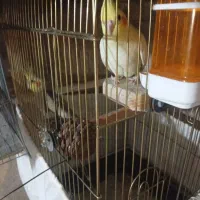 مولد ،نرو ماده، جوجه عروس هلندی
