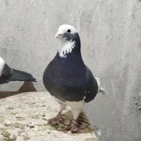 کفتر بلژیکی شهرستانی دورگ|پرنده|وحیدیه, |دیوار