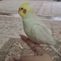 مژدگانی ۳ میلیون تومن میدم عروسم گم شده|حیوانات|مرند, |دیوار