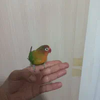 جفت کوتوله فیشر مولد