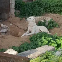 چند قلاده سگ|سگ|آبپخش, |دیوار