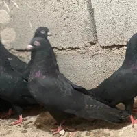 کبوتر|پرنده|جلفا, |دیوار