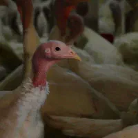 بوقلمون بیوتی گوشتی|حیوانات مزرعه|تهران, شهرک استقلال|دیوار