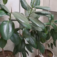 گل فیکوس به ارتفاع یک مترو نیم الی  دو متر|گل و گیاه طبیعی|قزوین, |دیوار