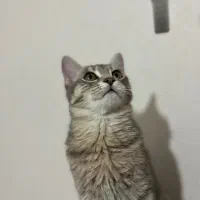 واگذاری گربه|گربه|خوی, |دیوار