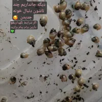 بچه حلزون و خاویار حلزون