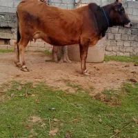 گاو با گوساله لوکس