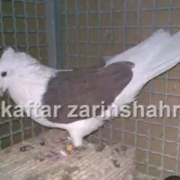 کبوتردوکت موشی