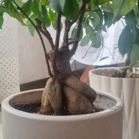 بنسای 15ساله