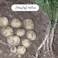 سیب زمینی بذری|حراج|چادگان, |دیوار