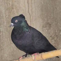 ماده کاکلی کلکسیونی