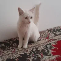 گربه میکس پرشین و معمولی