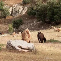 یک عدد بز