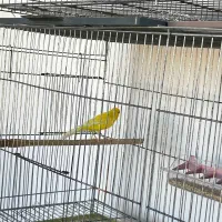 فروش قناری های پرورشگاه|پرنده|قیدار, |دیوار